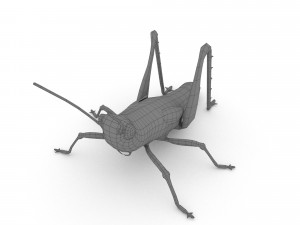 elegant grasshopperzonocerus elegans Model 3D