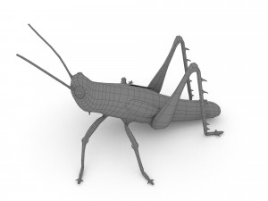 elegant grasshopperzonocerus elegans Model 3D