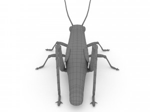 elegant grasshopperzonocerus elegans Model 3D