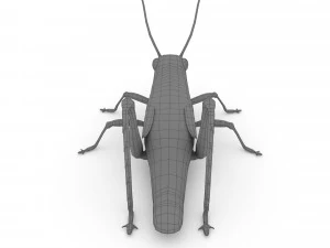 elegant grasshopperzonocerus elegans 3D Model