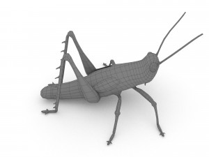 elegant grasshopperzonocerus elegans Model 3D