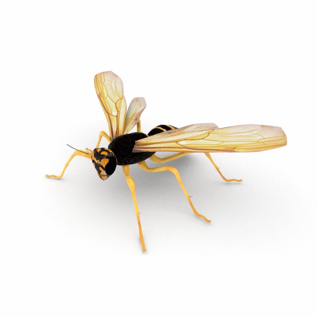 wasp Model 3D .c4d .max .obj .3ds .fbx .stl .blend 