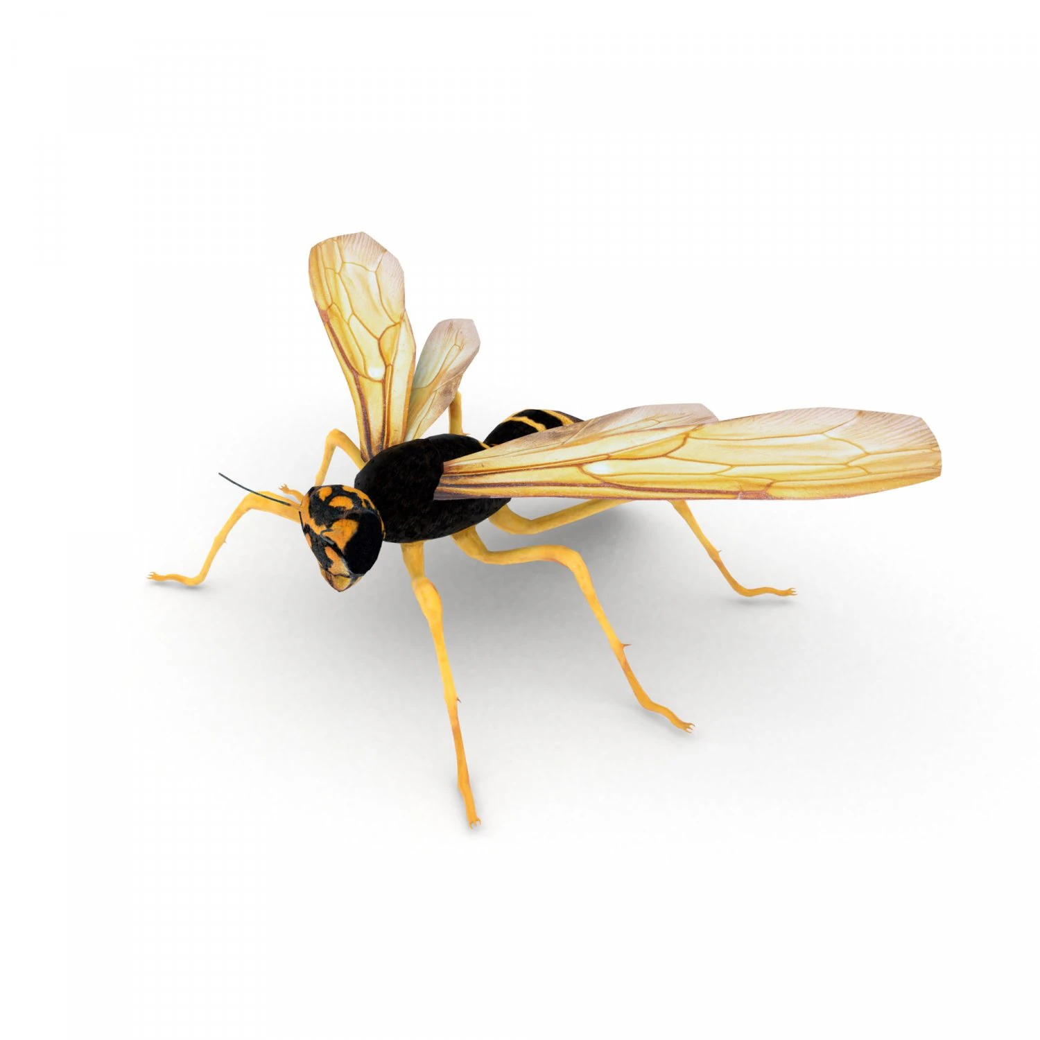 osa Model 3D .c4d .max .obj .3ds .fbx .stl .blend 