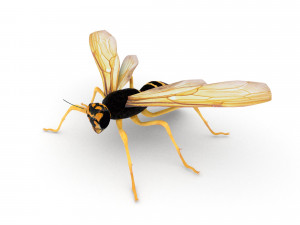 wasp 3D Model