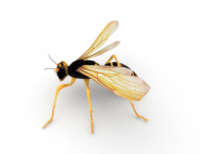 wasp Model 3D