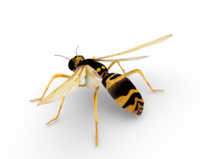 wasp Model 3D