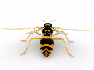 wasp Model 3D