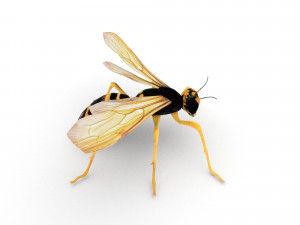 wasp Model 3D