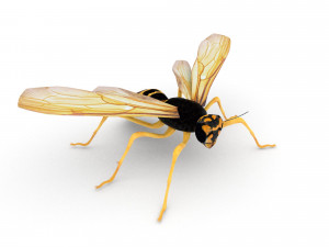wasp Model 3D