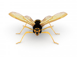 wasp Model 3D