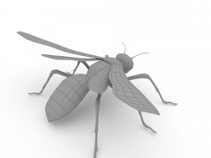 wasp Model 3D