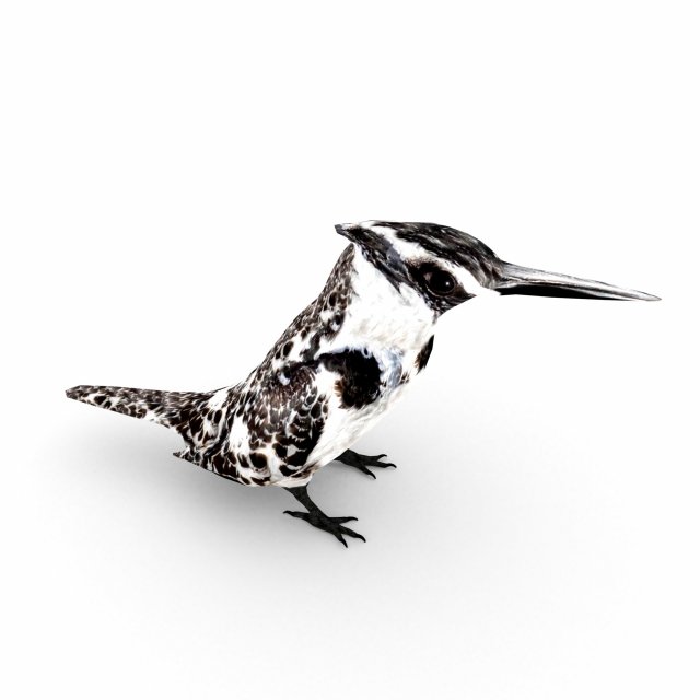 pied kingfisherceryle rudis 3D Model .c4d .max .obj .3ds .fbx .stl .blend 