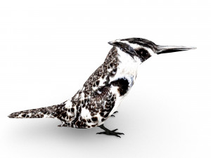 pied kingfisherceryle rudis 3D Model