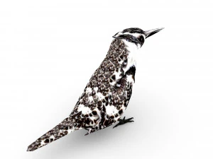 pied kingfisherceryle rudis 3D Model