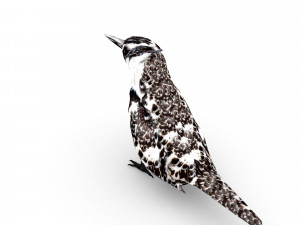 pied kingfisherceryle rudis 3D Model