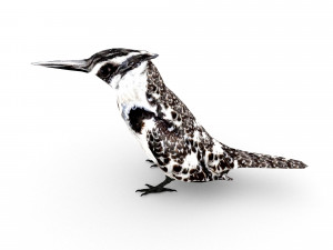 pied kingfisherceryle rudis 3D Model