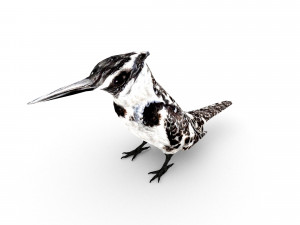 pied kingfisherceryle rudis 3D Model