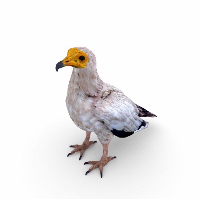 egyptian vulture 3D Model .c4d .max .obj .3ds .fbx .stl .blend 