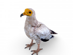 egyptian vulture 3D Model