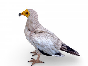 egyptian vulture 3D Model