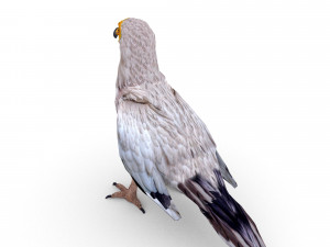 egyptian vulture 3D Model
