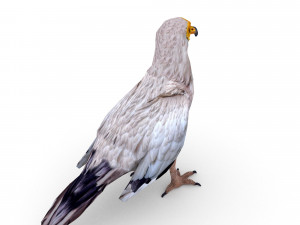 egyptian vulture 3D Model