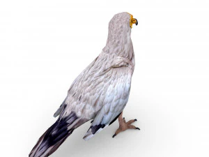 egyptian vulture 3D Model