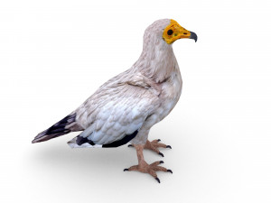 egyptian vulture 3D Model