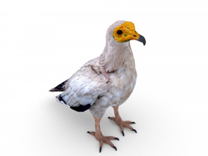 egyptian vulture 3D Model