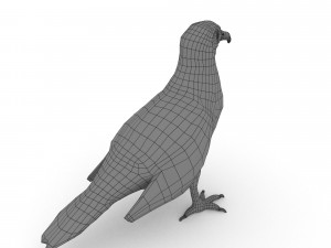 egyptian vulture 3D Model