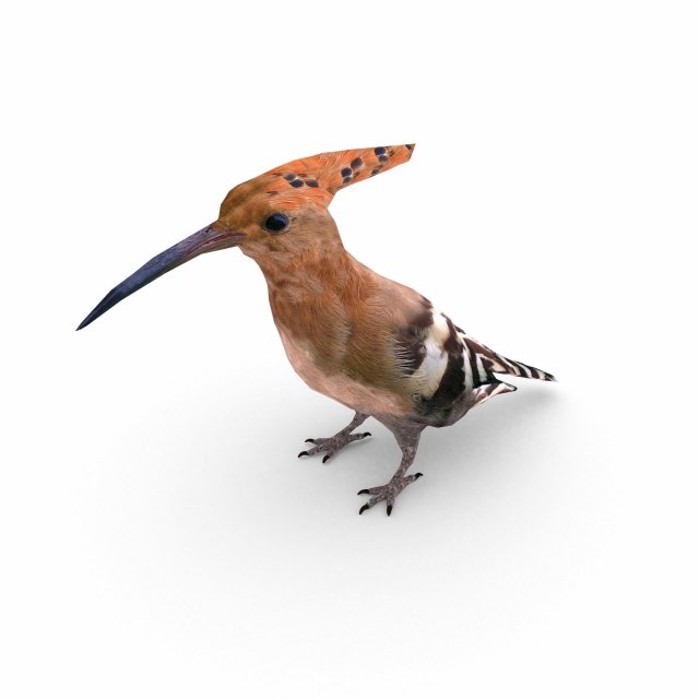 eurasian hoopoe Model 3D .c4d .max .obj .3ds .fbx .stl .blend 