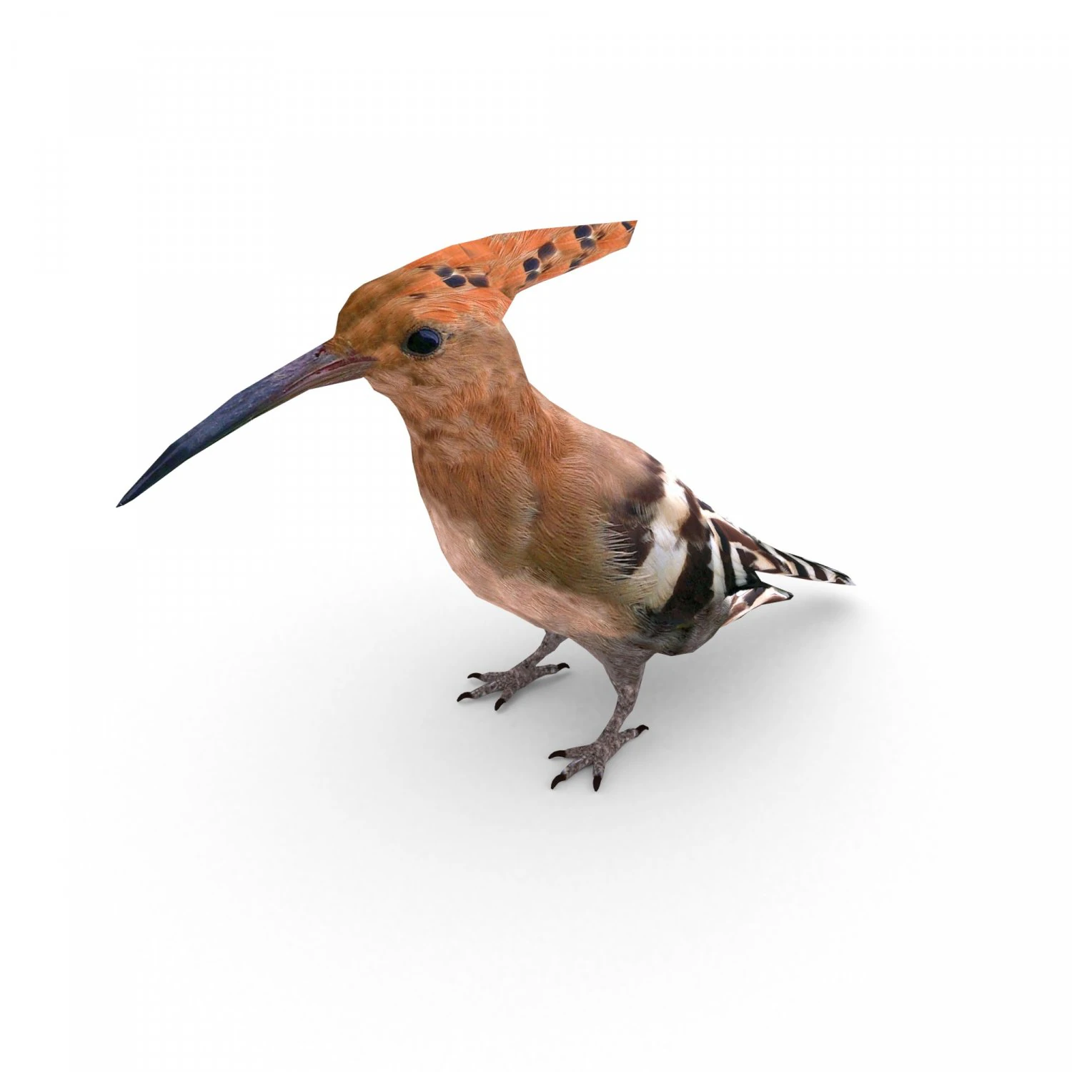 eurasian hoopoe 3D Model .c4d .max .obj .3ds .fbx .stl .blend 