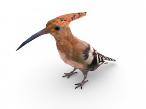 eurasian hoopoe Model 3D