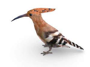 eurasian hoopoe 3D Model