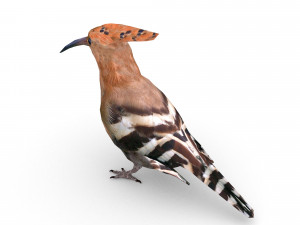 eurasian hoopoe Model 3D
