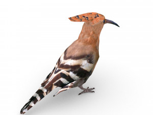 eurasian hoopoe Model 3D