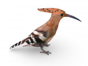 eurasian hoopoe Model 3D