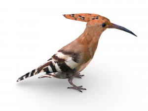 eurasian hoopoe 3D Model