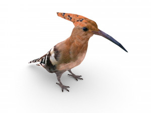 eurasian hoopoe Model 3D