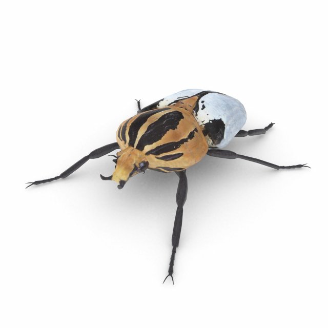 goliath beetle 3Dモデル .c4d .max .obj .3ds .fbx .stl .blend 