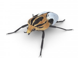 goliath beetle 3D मॉडल