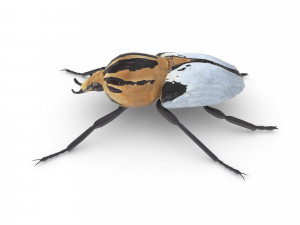 goliath beetle 3Dモデル