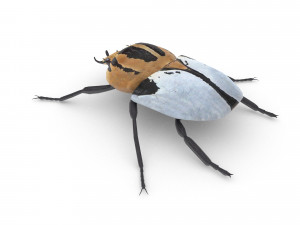 goliath beetle 3Dモデル