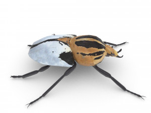 goliath beetle 3Dモデル