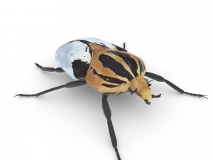 goliath beetle 3Dモデル