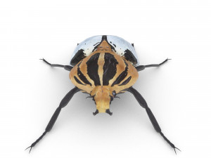 goliath beetle 3Dモデル