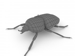 goliath beetle 3Dモデル