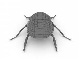 goliath beetle 3Dモデル