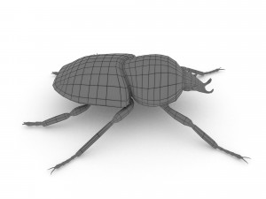 goliath beetle 3Dモデル
