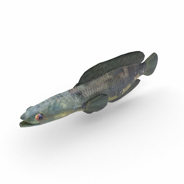 snakehead fish 3D Модель .c4d .max .obj .3ds .fbx .stl .blend 